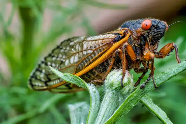 Customer Experience, But Make It All About Cicadas