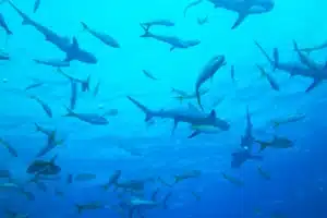 Sharks swimming - want to improve your CX? Act like a Shark! By Brittany Hodak
