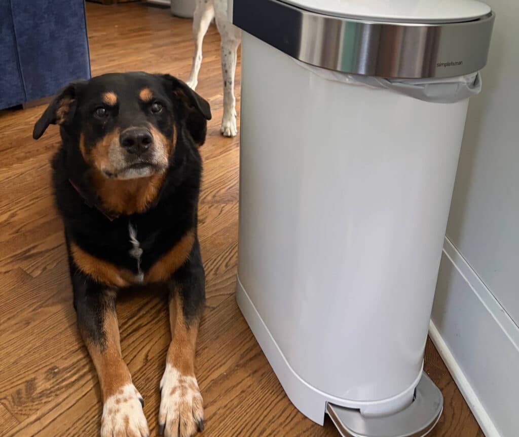 Brittany's dog, Bear, posing next to her new Simplehuman trash can. She's a loyal customer for life now!